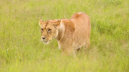 lion and calf