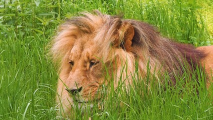 lion in the grass