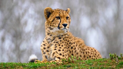 cheetah and cub