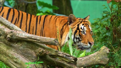 tiger in the water