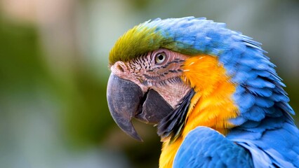 blue and gold macaw