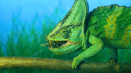 green lizard on a tree