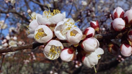 Pink apricot blossoms - macro shot of delicate petals