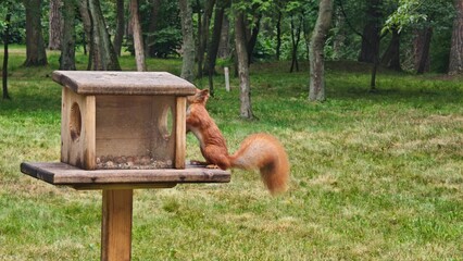 Red squirrel climbing into a wooden feeder box in a green forest clearing