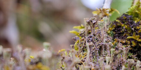 Macro of pixie cup lichen Cladonia pyxidata with moss on wood