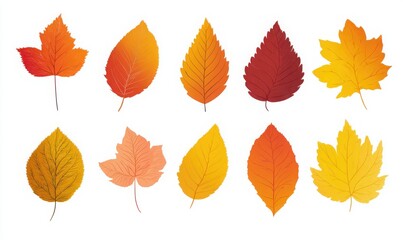 autumn leaves vector set isolated on white background