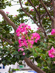 pink cherry blossom