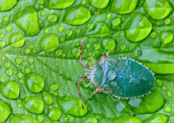 A hawthorn shield bug nymph on a wet leaf after rain