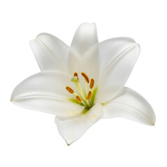 Elegant white easter lily flower isolated on white background