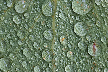 Water drops on green leaf