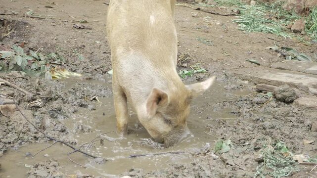 Dipping into the Mud - A Pig's Journey into the Wild