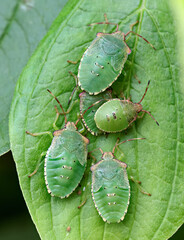 Hawthorn shield bug nymphs in different instar