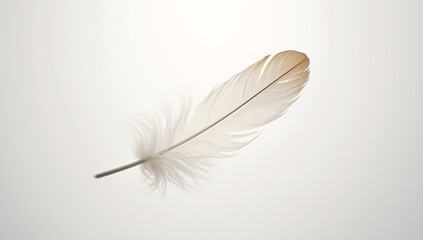 Obraz premium Single delicate light brown feather floating against a soft grey background