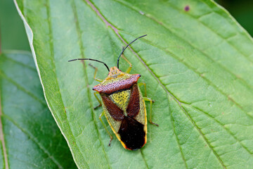 Adult hawthorn shield bug on a leaf