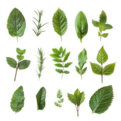 Assorted fresh green leaves from various herbs and plants arranged artistically on a white background