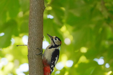 木に止まるアカゲラ