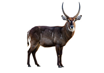 Naklejka premium A majestic waterbuck standing gracefully against a stark white backdrop, its striking coat and impressive horns showcasing the beauty of african wildlife