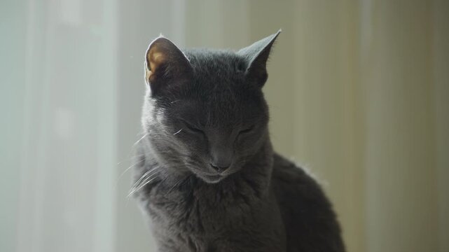 Gray Cat Sitting in Soft Window Light