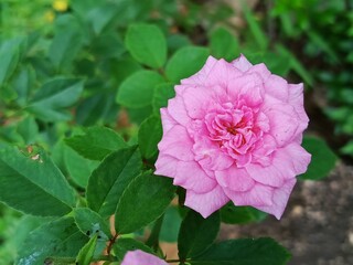 Pink Rose Flower in the Garden