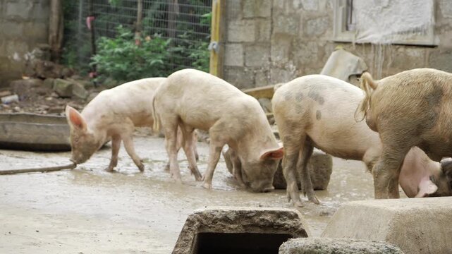 Contemplative Swine - An Introspective Glimpse into Porcine Habits