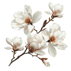 Obraz premium Magnificent white magnolia blossoms in full bloom on branches against a clear background