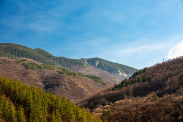 Landscape of mountain, trees and sky