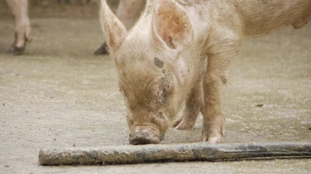 The Pig's Quest for Hygiene - A Journey Into the Wet World