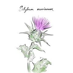 Silybum marianum, milk thistle or Marian thistle drawing, hand-drawn digital line art illustration	