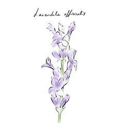 Lavandula officinalis, lavender drawing, hand-drawn digital line art illustration	