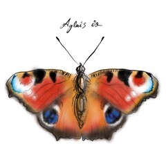 Aglais io, the European peacock drawing, hand-drawn digital line art illustration	