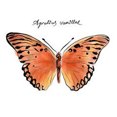 Dione vanillae or Agraulis vanillae, the gulf fritillary or passion butterfly drawing, hand-drawn digital line art illustration