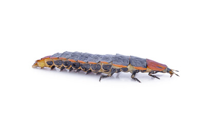 firefly wormlightening bug on white background,isolated