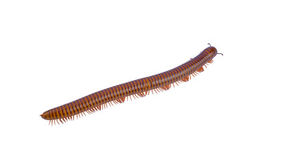 brown millipede isolated on a white background