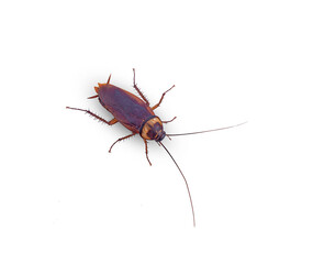 top view brown cockroach on white background,isolated