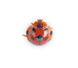 lady beetle on a white,isolated(top view)