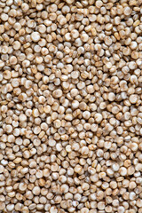 White quinoa seeds on the white background