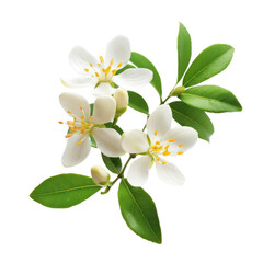 Fototapeta premium Blooming citrus flower branch with white petals and lush green leaves in bright natural light during springtime