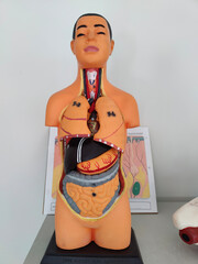 Anatomical human torso model with exposed organs—symbolizing the complexity of life, medical...