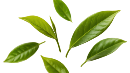 Fresh green tea leaves on Transparent Background for healthy drink concept