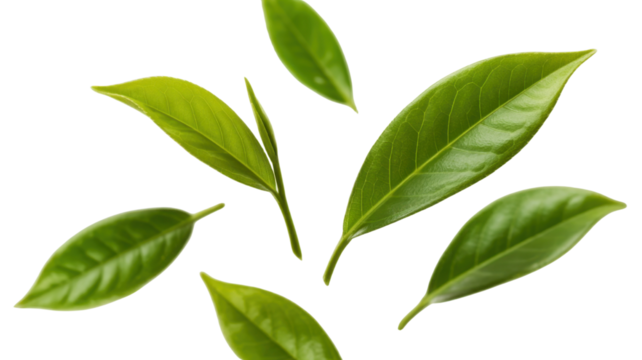 Fresh green tea leaves on Transparent Background for healthy drink concept
