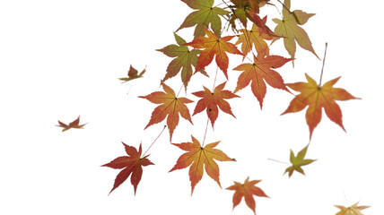 Fototapeta premium Falling maple leaves autumn foliage in vibrant colors on Transparent Background