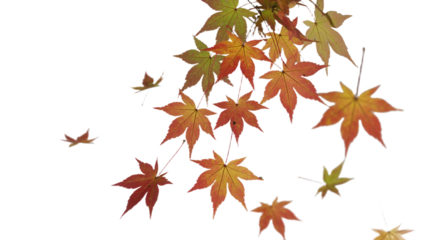 Falling maple leaves autumn foliage in vibrant colors on Transparent Background