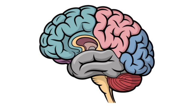 Human brain anatomy illustration colorful vector diagram medical educational resource on Transparent