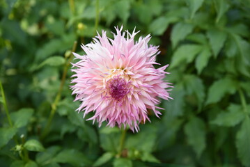 Obraz premium Dahlia rose au jardin en été