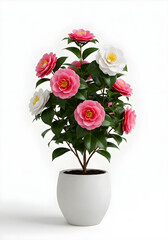 Naklejka premium Camellia Japonica Flowering Plant in White Pot | Tanaman Bunga Camellia Japonica dalam Pot Putih