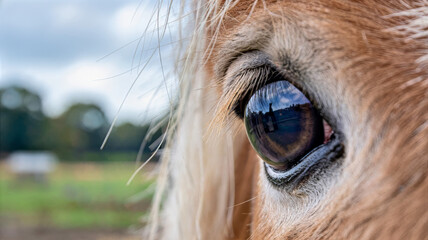 Fototapeta premium Close up of a horse eye with brown fur and a green field in the background on a cloudy day outdoors