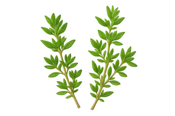 Fototapeta premium Sprigs of fresh thyme with vibrant green leaves isolated on transparent background, perfect for food and culinary projects