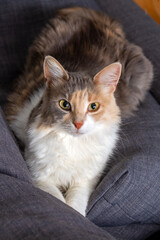 Pet animal; cute calico cat