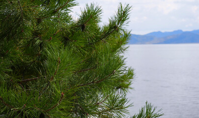 Green pine tree beside Bukhtarma Reservoir with lake, mountain backdrop in early autumn. Tranquil resort landscape, calm reflective water and distant peaks &mdash; perfect for travel and nature photography