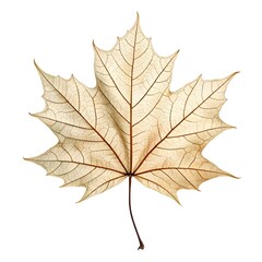 Obraz premium Sycamore Maple Leaf Bold Natural Form with Distinctive Veins and Seasonal Botanical Charm on Clean White Background Highlighting Organic Elegance and Classic Foliage Beauty